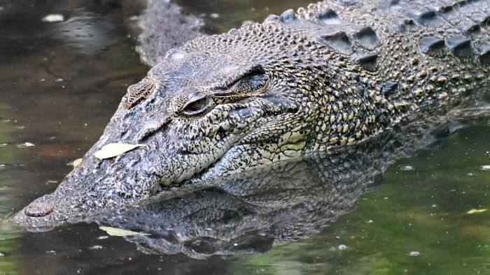Man injured in crocodile attack in Odisha's Kendrapara