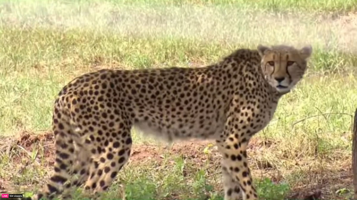 PM Modi releases cheetahs, brought from Namibia, into Kuno National Park