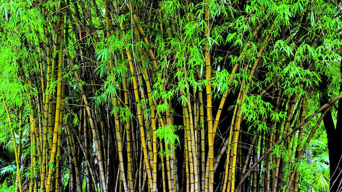 Karnataka sees growing interest in bamboo cultivation