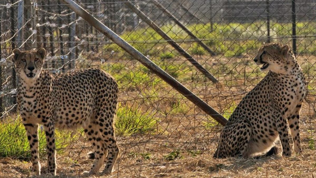 Cheetahs brought from Namibia savour their first meal in India, appear playful