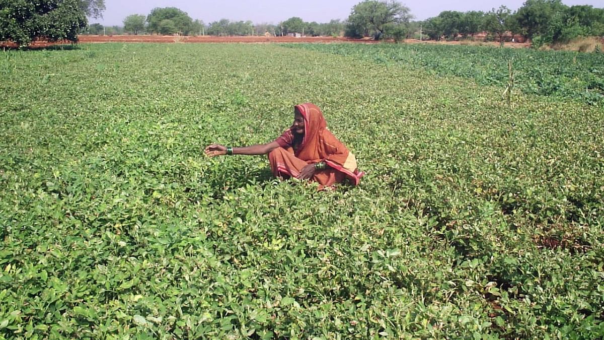 Rain-hit Karnataka farmers pin hopes on new crop varieties