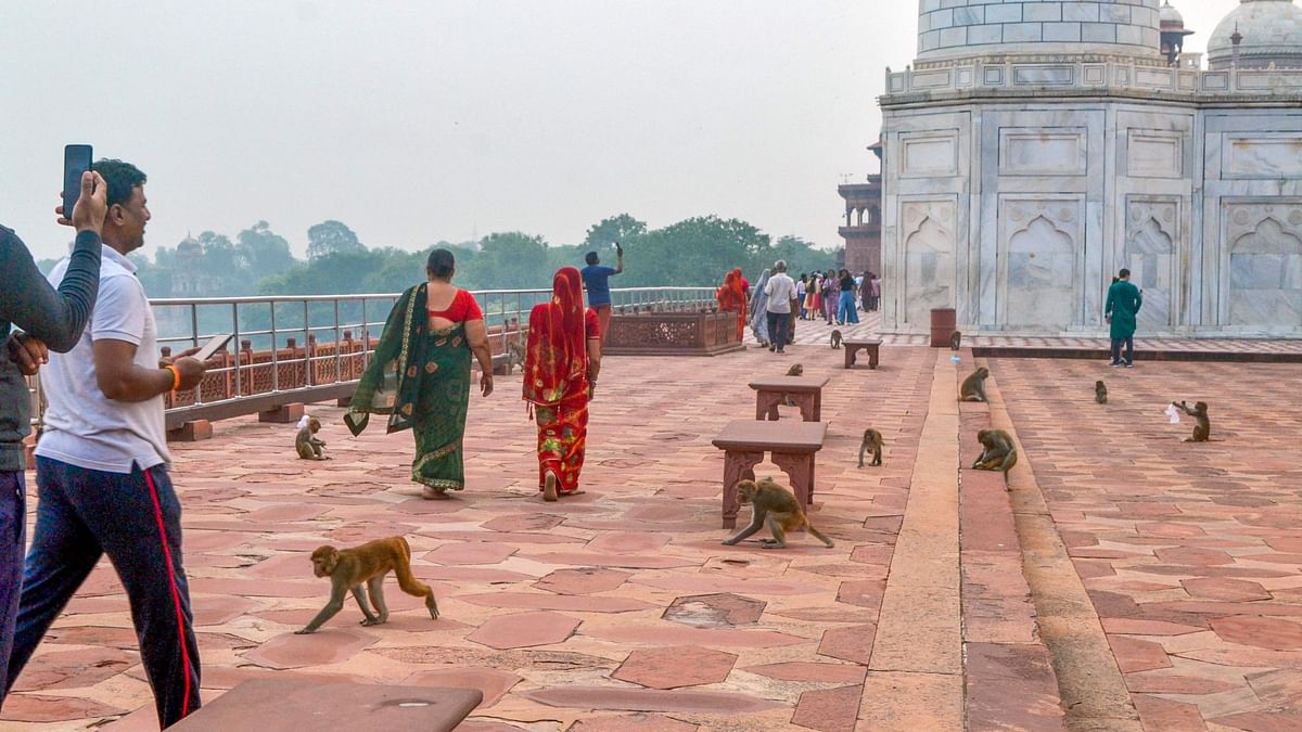 No selfies please! Monkeys attack tourists at Taj Mahal trying to click pictures with them 