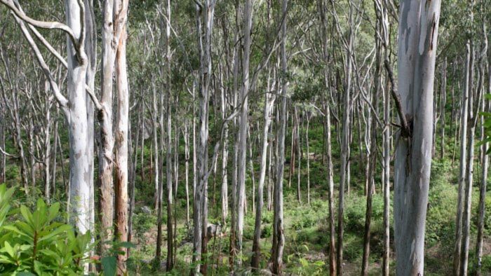 CO2 emissions from destroyed rainforests same as what India emits annually: Study