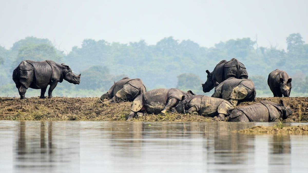 One-horned rhino population crosses 4,000-mark
