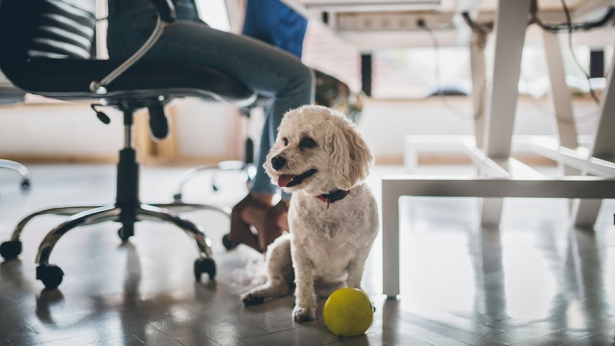Salaryman's best friend: Japan office lets in dogs in post-Covid work shift