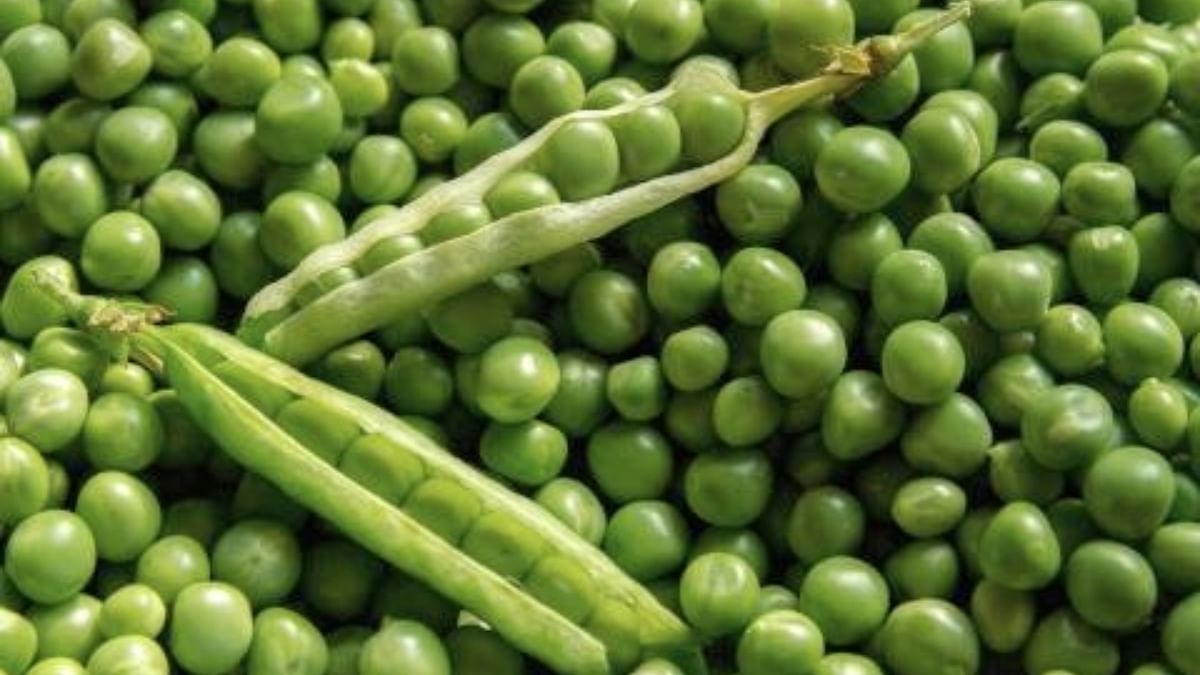 India-China team unlocks genetic secrets of pea; would aid in developing better varieties