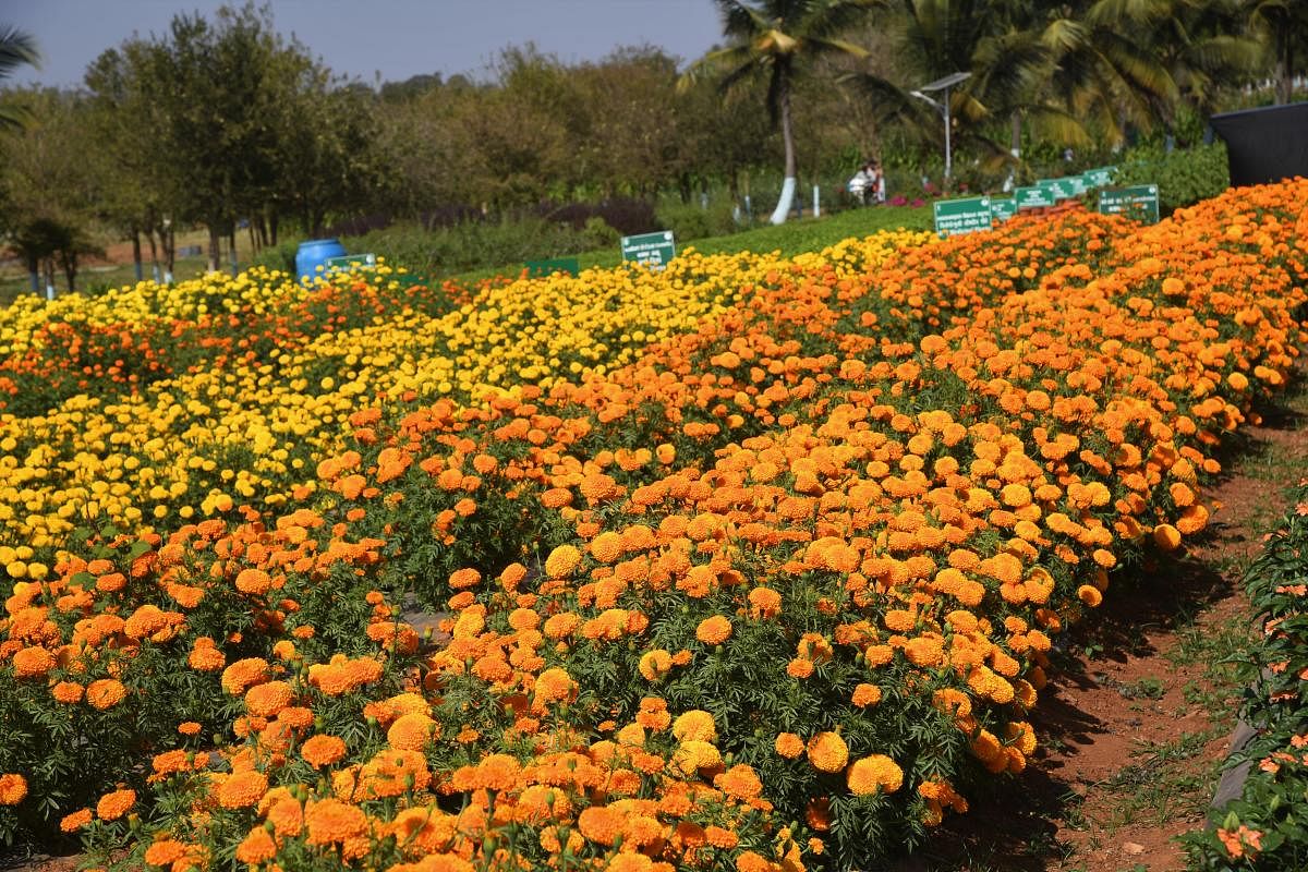 A view of desi marigold varieties Arka Vibha and Arka Shubha which will be on display at NHF-21 which will begin from Monday
