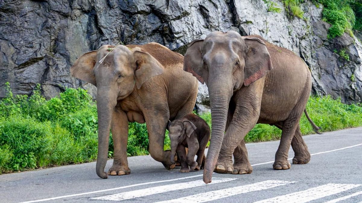Soon, elevated PDS shops to prevent wild elephant raids in Tamil Nadu