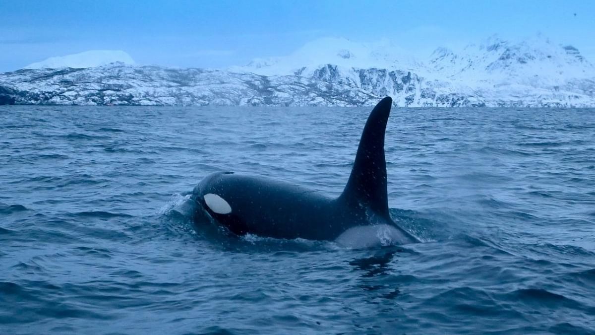 Clip provides first proof of orcas killing great white sharks
