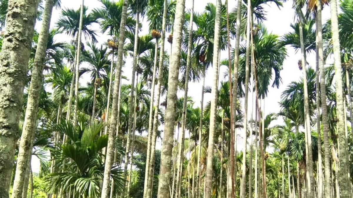Areca's red byproduct yields a 'green' dye