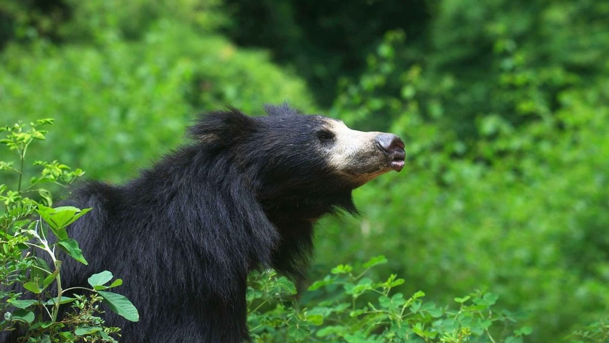 October 12 declared as 'World Sloth Bear Day'