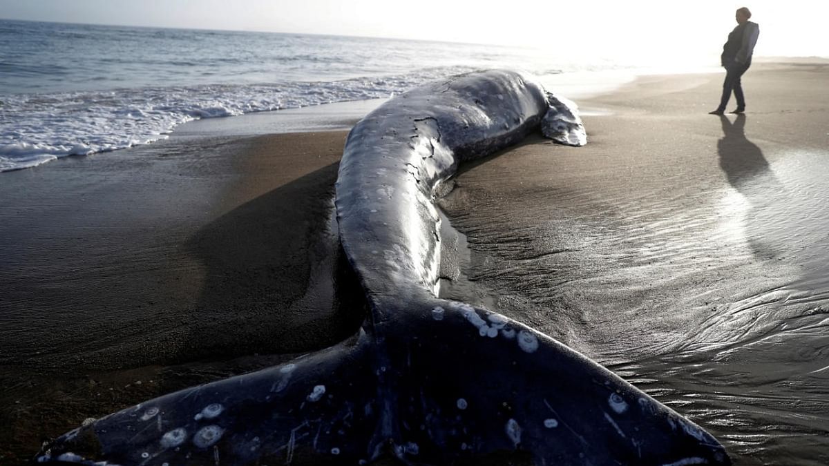 Gray whale numbers along North America's west coast down nearly 40% since 2016