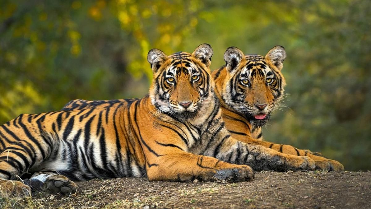 2 tigers from Ranthambore reserve to be shifted to Mukundra, Sariska