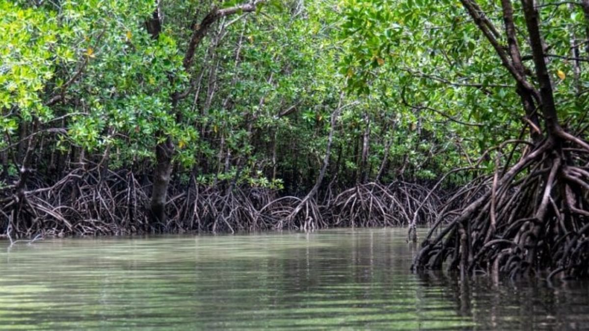 2,200 hectares of  mangroves in Uran near Mumbai to be protected