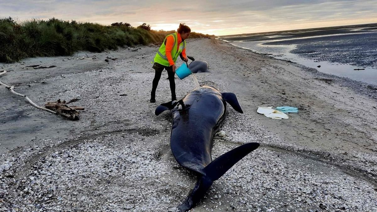 Over 200 stranded pilot whales die on Pacific Ocean's remote Pitt Island