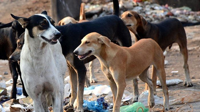 SC directs AWBI to submit data on dog bites in last 7 years