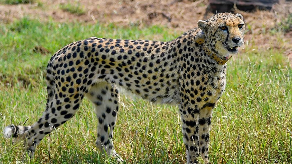 MP: Cheetahs fit and fine in KNP quarantine; Task Force meet on Oct 17