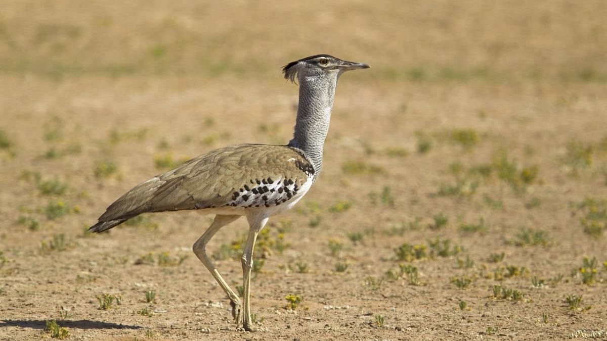 One more Great Indian Bustard dies at Jaisalmer after being hit by a power transmission line