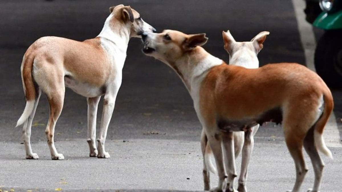 Noida police caught between protesting residents and dog lovers