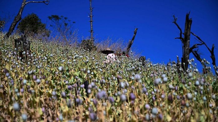 Pumpkin replacing opium cultivation in Arunachal village