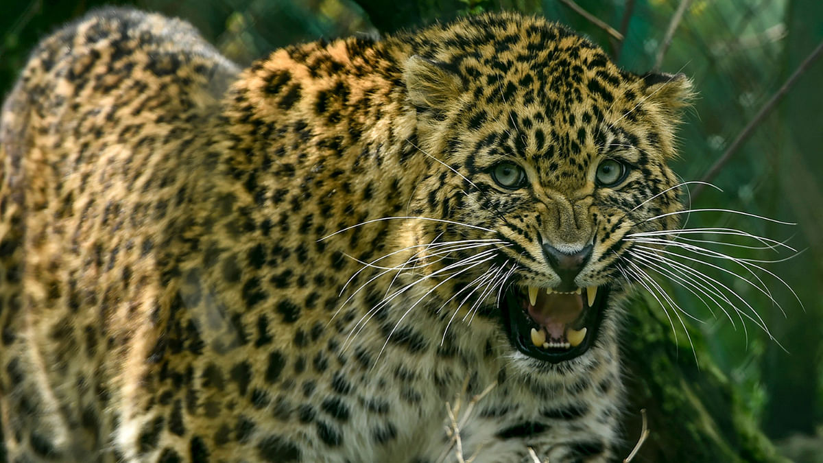 One-and-a-half-year-old girl mauled to death by leopard in Aarey Colony on Diwali