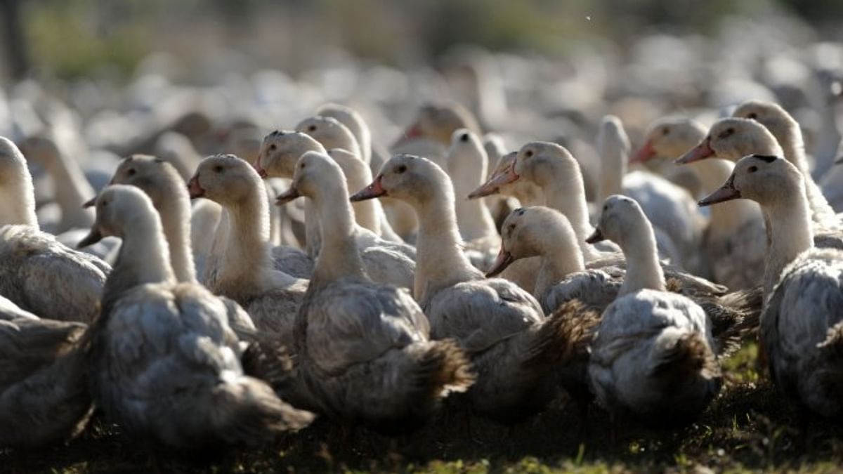 Avian flu confirmed in ducks in Kerala's Alappuzha; over 20,000 birds to be culled