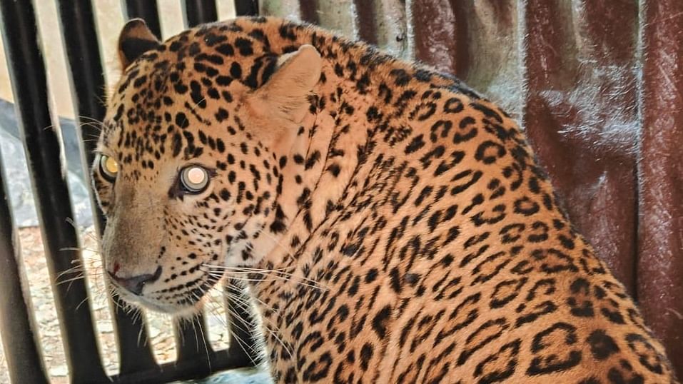 One out of two male leopards suspected to be behind attacks in Aarey Milk Colony captured