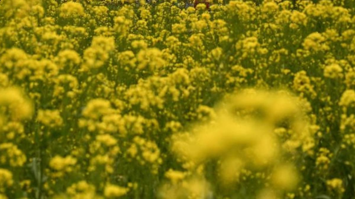 RSS affiliates SJM, BKS demand withdrawal of approval to GM mustard