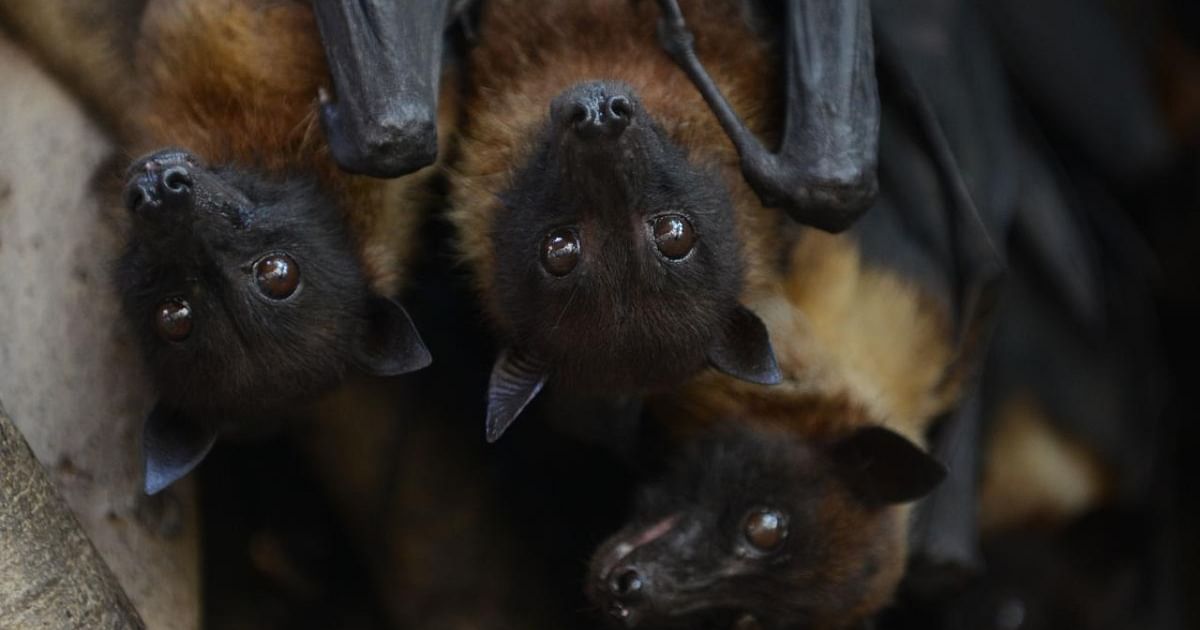 Community Bat Program says 'bats aren't scary' - BC News 