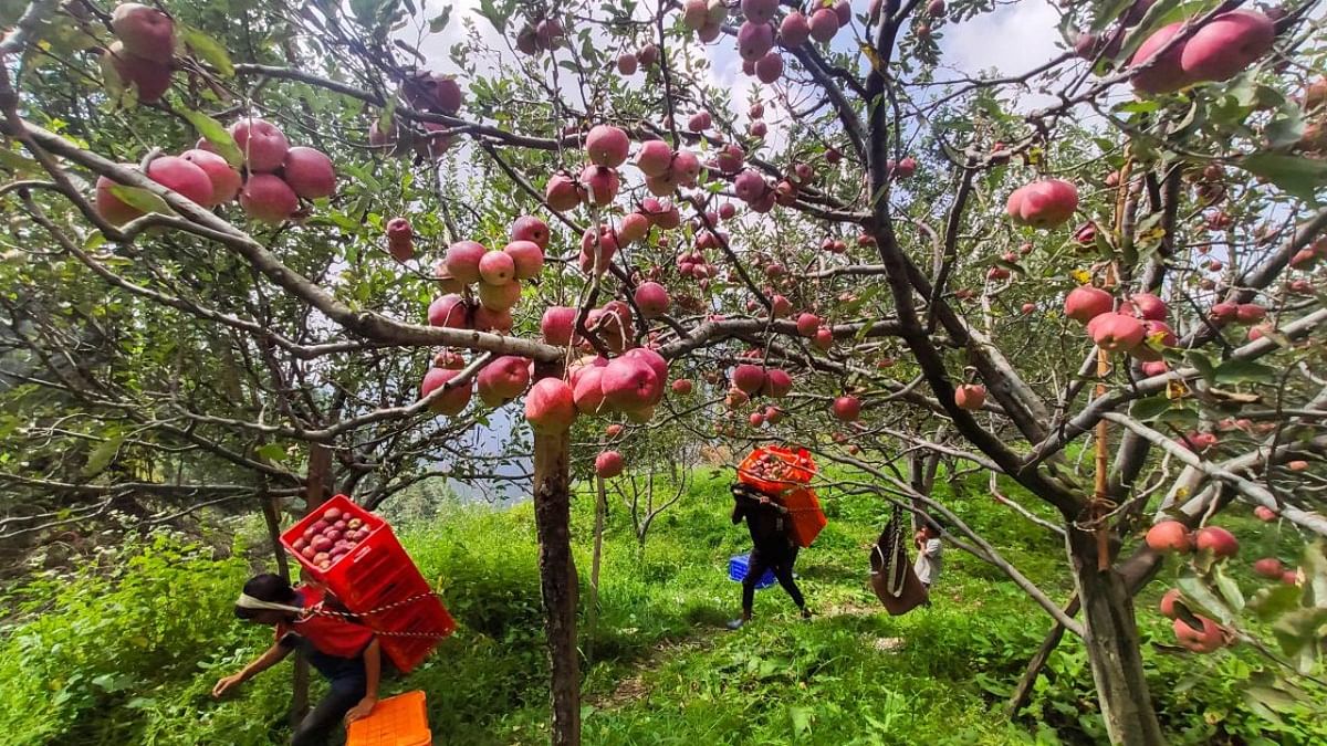 Apple farmers stir may affect Himachal Pradesh polls again