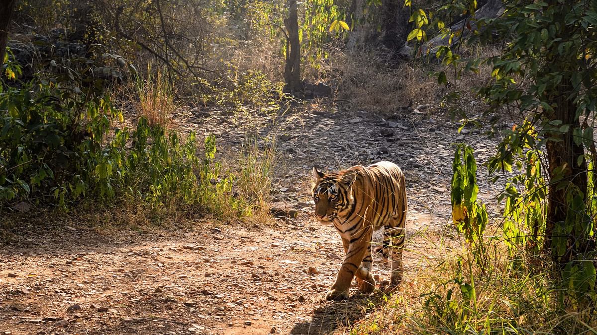 India lost 154 tigers between 2017-21 to poaching: Report