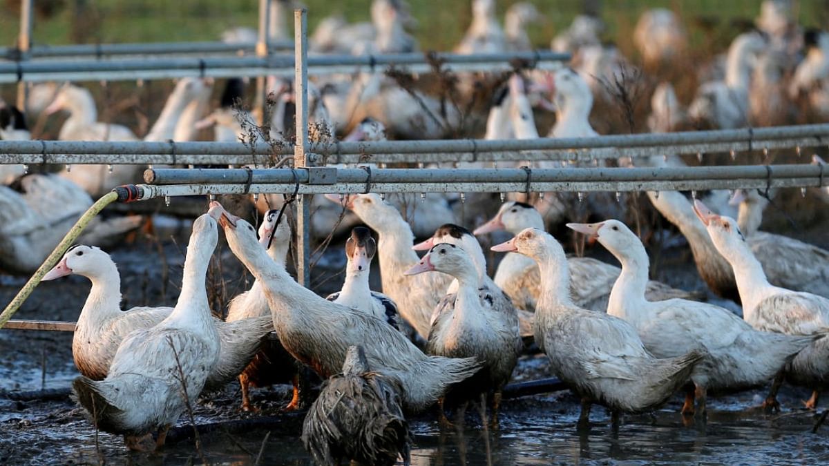England orders all poultry and captive birds to be kept indoors