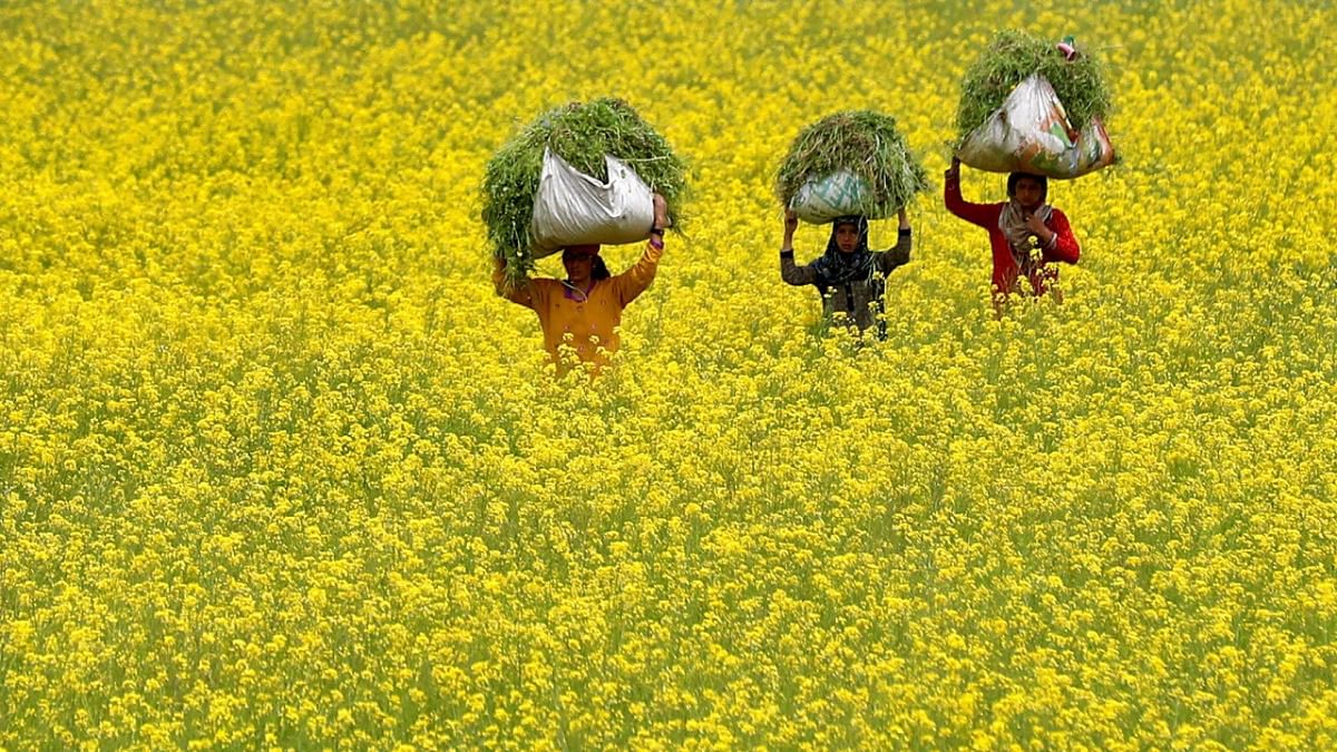 GM Mustard: ICAR may conduct demonstration trials and field tests before seed production