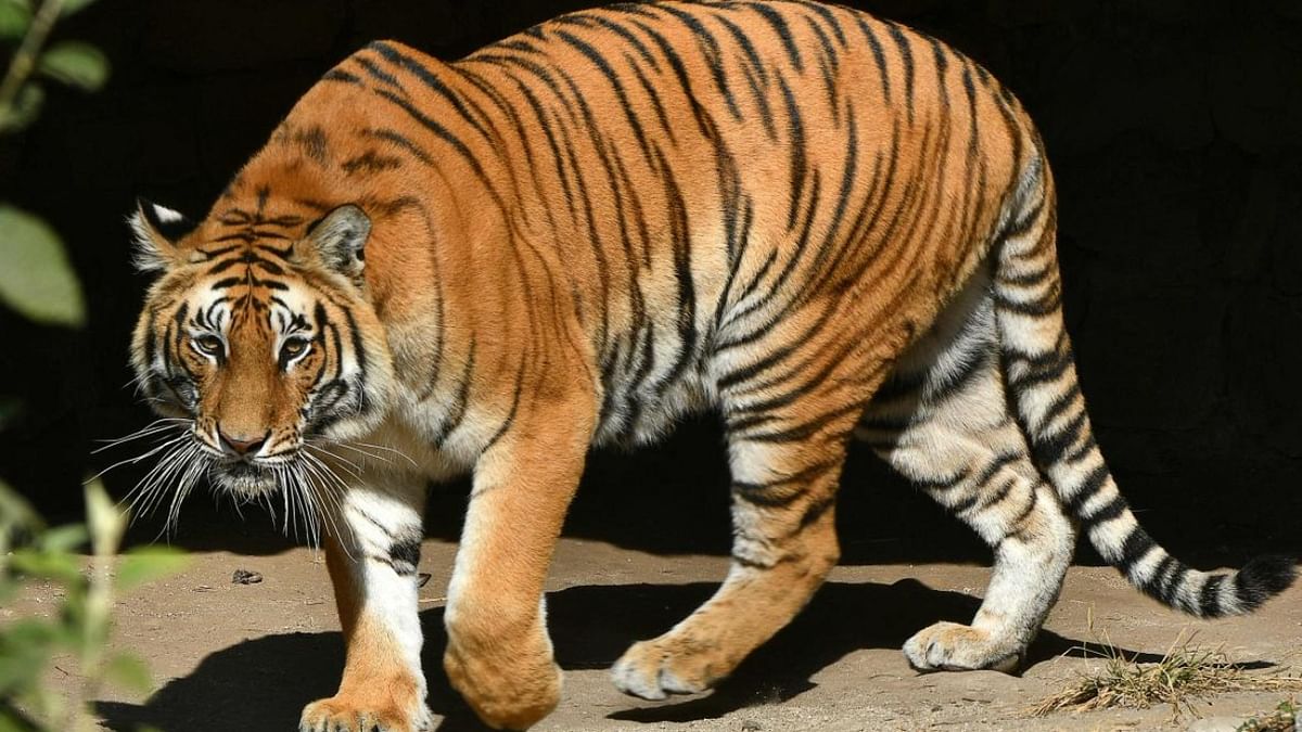 UP’s Ranipur gets 53rd tiger reserve of India