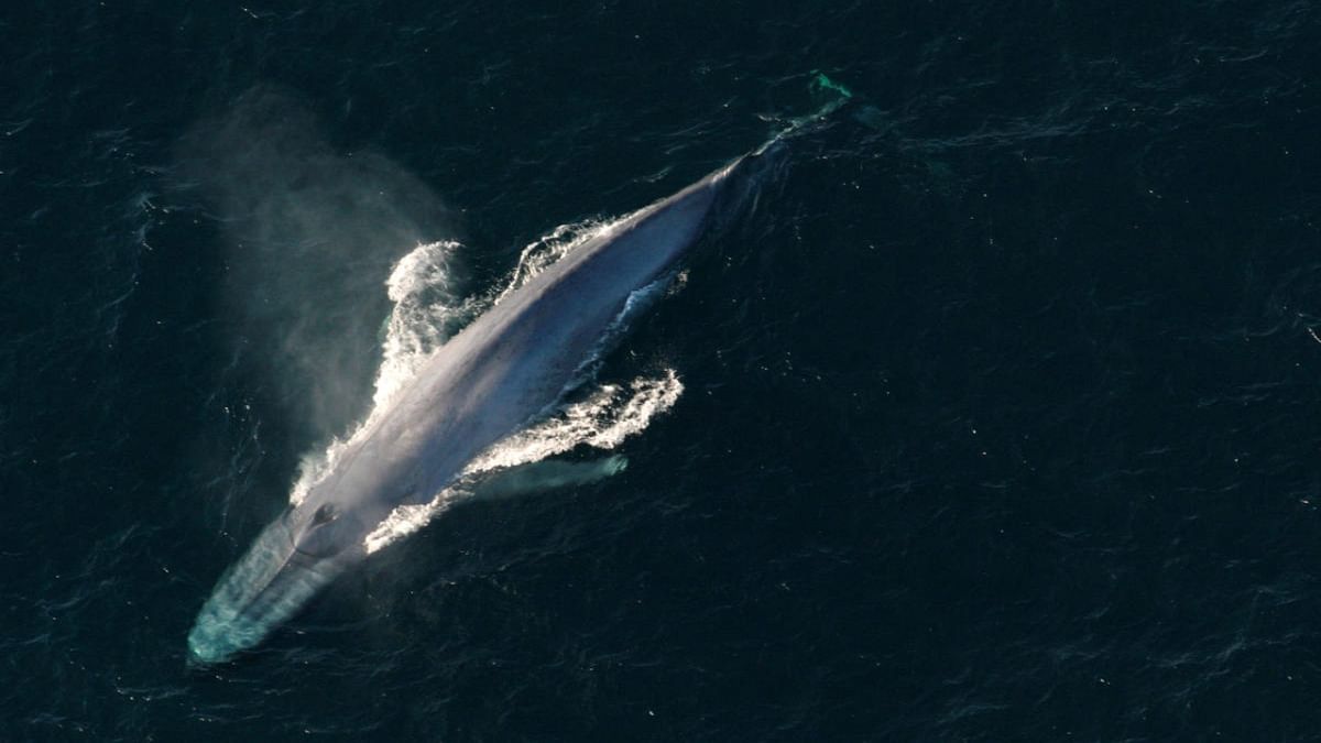 Blue whales eat 10 million pieces of microplastic a day: Study