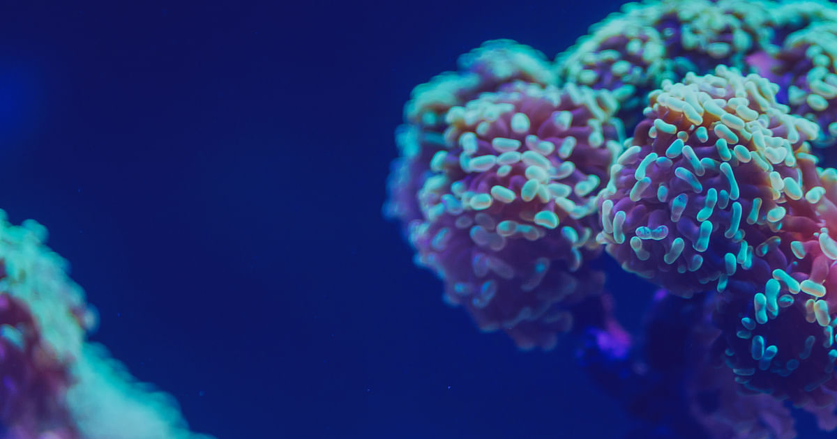 Underwater heat 'inferno' ravages Mediterranean corals