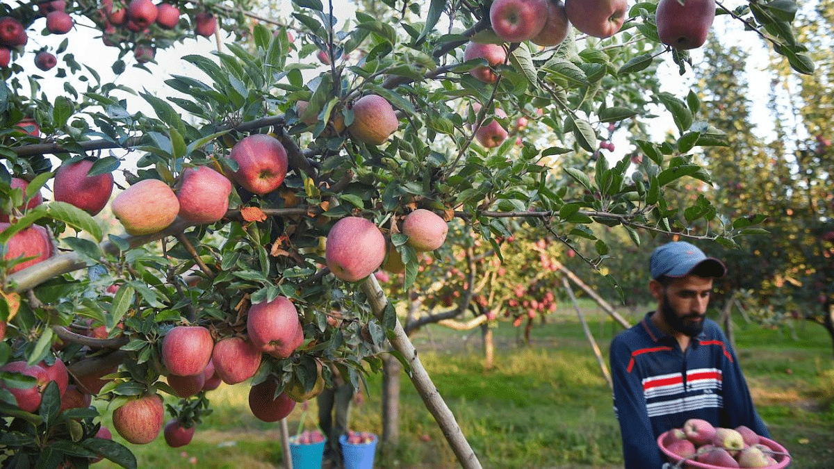 Kashmir apple rates down by 30%, growers seek govt support to overcome losses