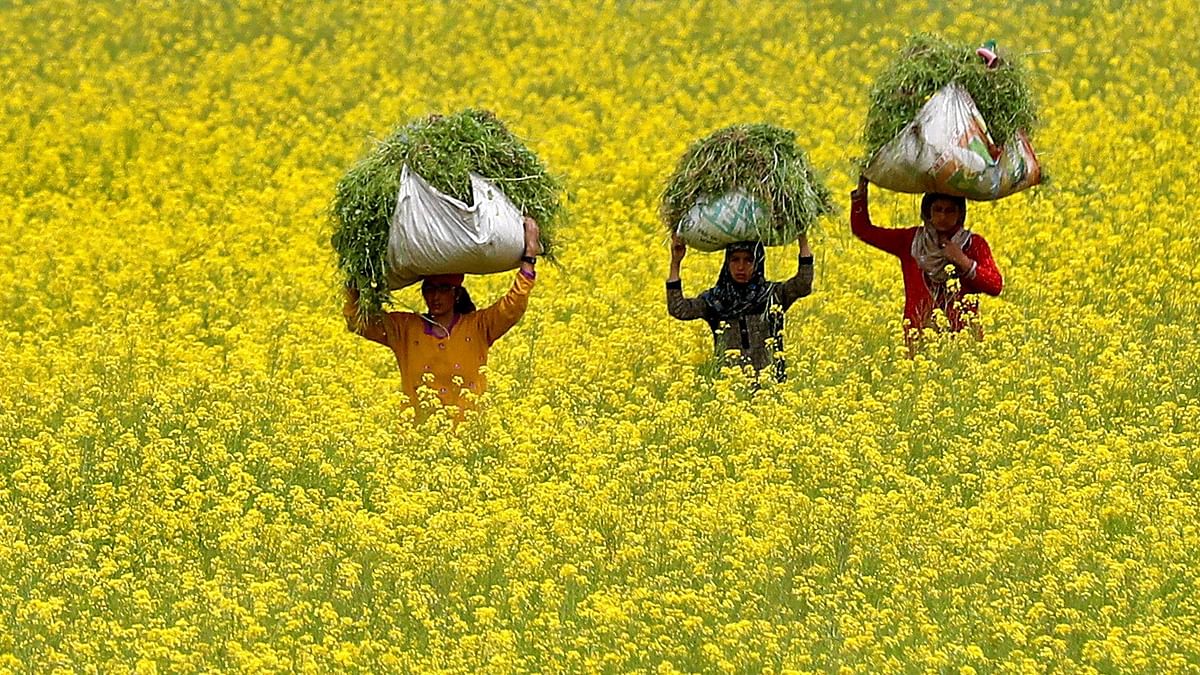 GM mustard to enhance productivity, reduce pendency: Centre to Supreme Court
