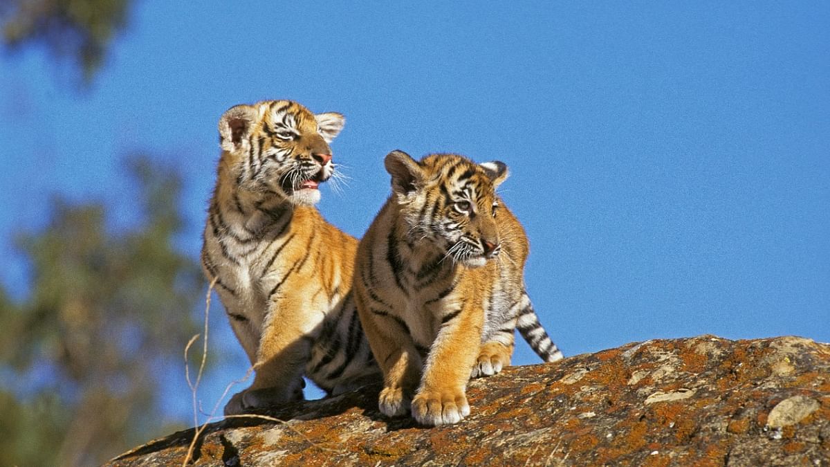 Tiger cub dies in Pilikula Biological Park in Mangaluru