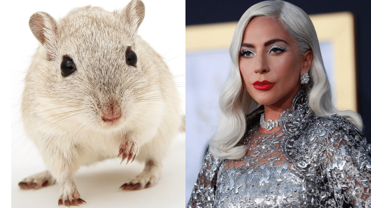 Rats can groove too! Study shows rodents move to Lady Gaga's 'Born this way'