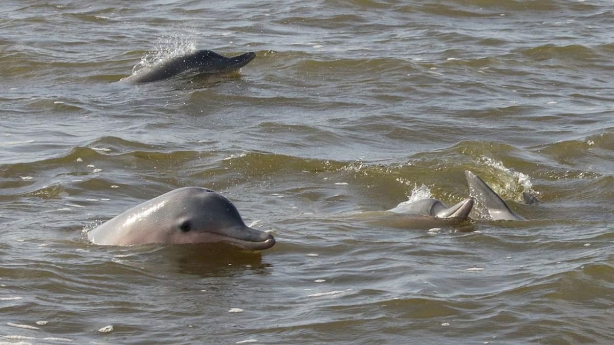 MoU for dolphin, porpoise study around Mumbai