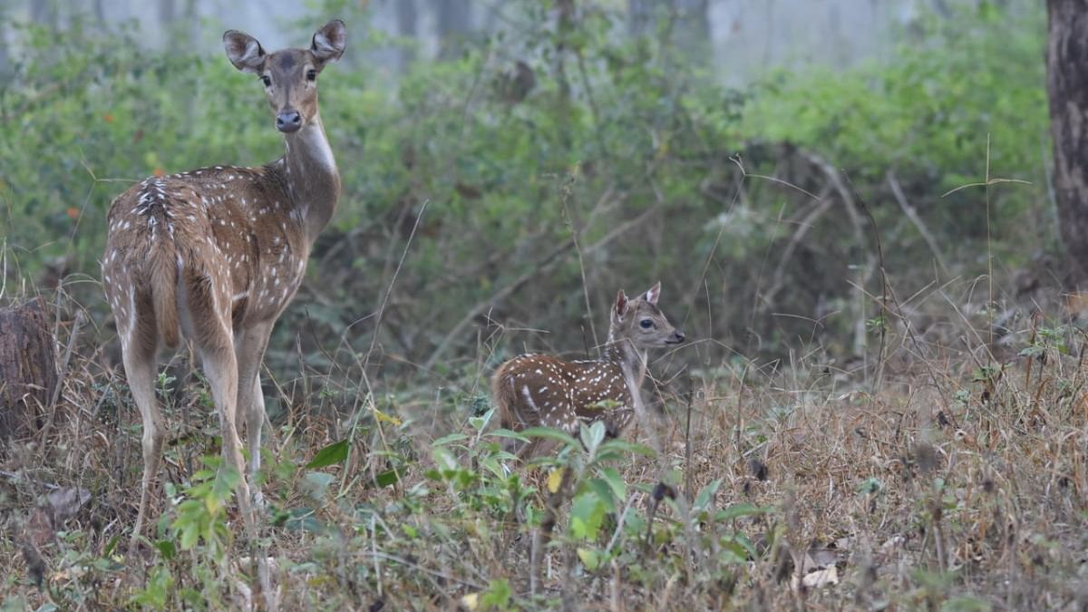 Mysuru zoo's surplus deer to enrich prey base at Kali tiger reserve
