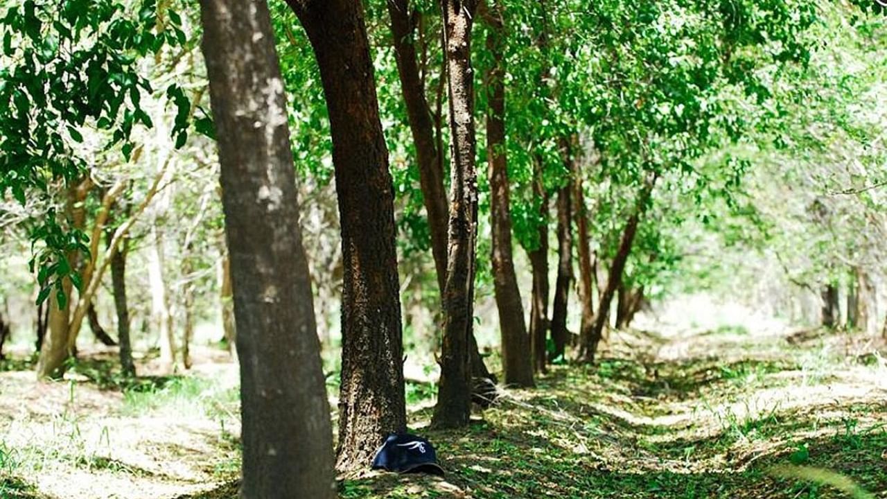 23 Sandalwood Farming Images, Stock Photos, 3D objects, & Vectors |  Shutterstock