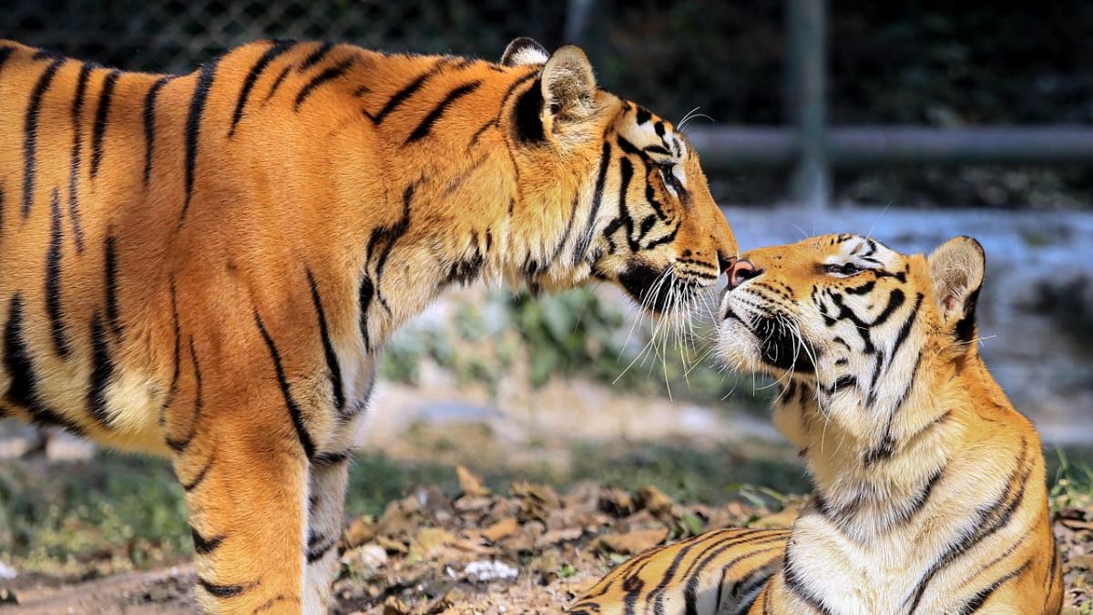 Tiger conservation hit as Centre's red tape bites