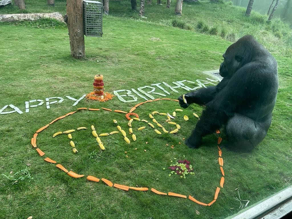 Mysuru Zoo celebrates gorilla Thabo's birthday