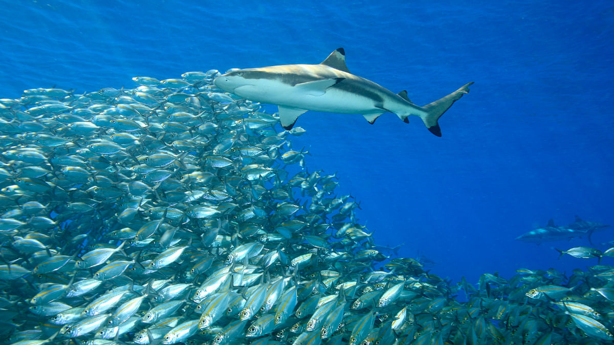 Global wildlife summit approves shark protection plan