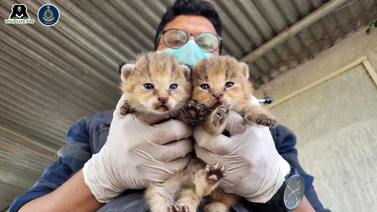 Baby jungle cats rescued, reunited with mother in Maharashtra