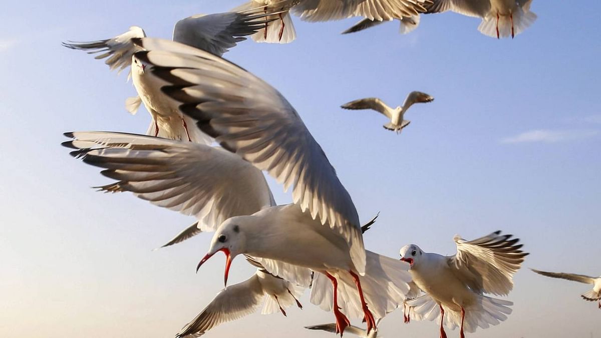 Migratory birds from different countries arrive at Harike wetland in Punjab