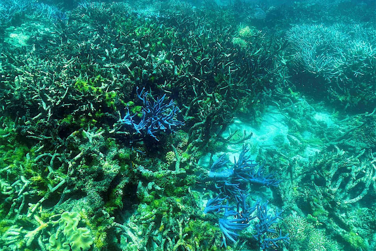 Great Barrier Reef should be on heritage 'danger' list: UN