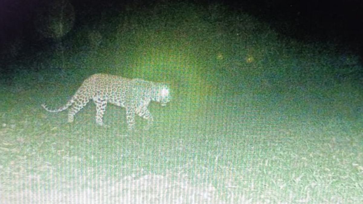 Pug mark impression technique to trace elusive leopard